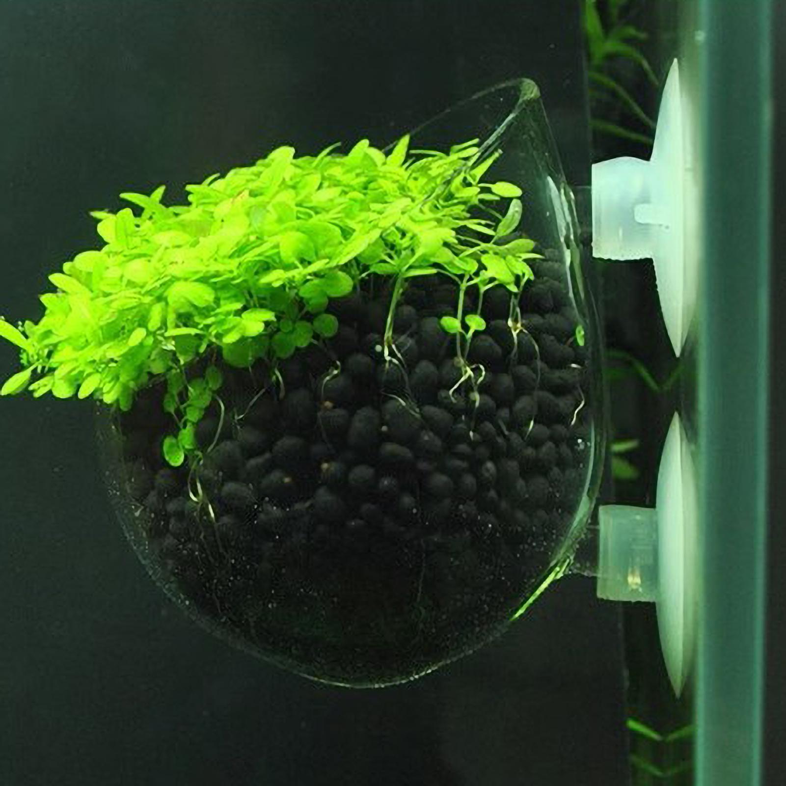 Marine Aquarium Live - Akvaryum Bitki Tutucu Cam Su Bitkisi