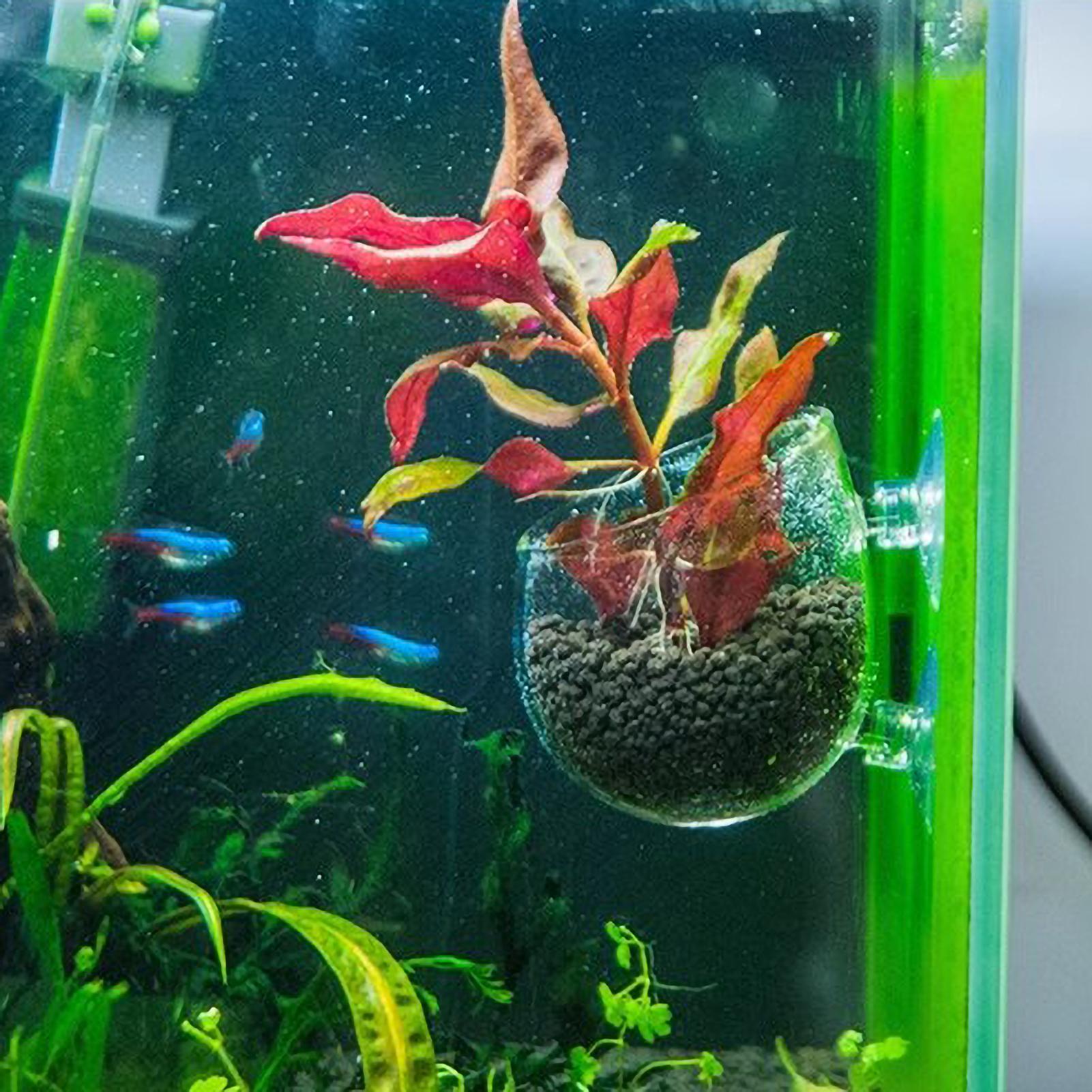 Akvaryum Bitki Tutucu Cam Su B - Marine Aquarium Live incelemesi ve fiyatı