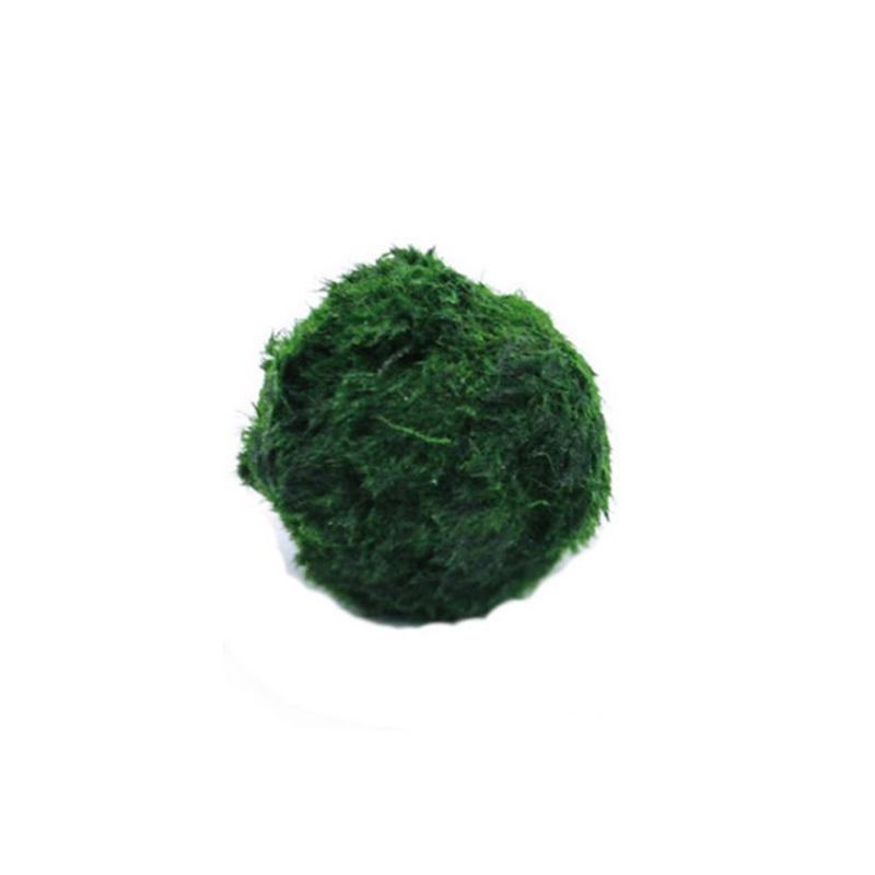 Marimo Yosun Topları Canlı Akv - Marine Aquarium Live incelemesi ve fiyatı