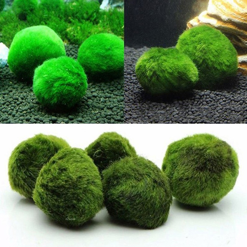 Marimo Yosun Topları Canlı Akv - Marine Aquarium Live incelemesi ve fiyatı
