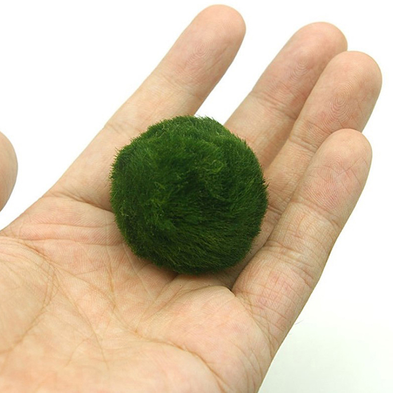 Marimo Yosun Topları Canlı Akv - Marine Aquarium Live incelemesi ve fiyatı
