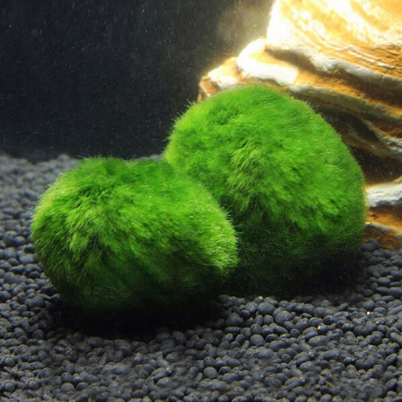 Marimo Yosun Topları Canlı Akv - Marine Aquarium Live incelemesi ve fiyatı