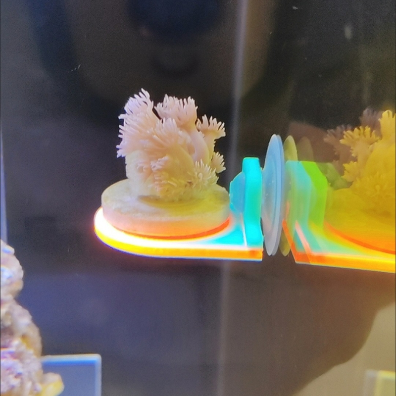 Renk Rastgele Mercan Frag Tutu - Marine Aquarium Live incelemesi ve fiyatı