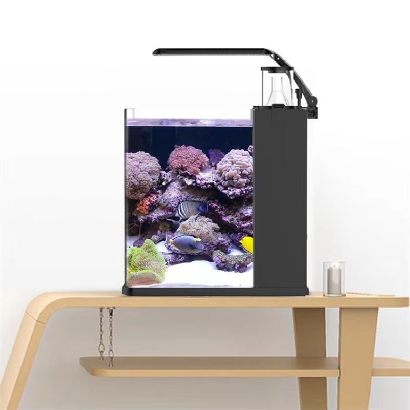 Kavisli Tuzlu Su Deniz Balığı  - Marine Aquarium Live incelemesi ve fiyatı