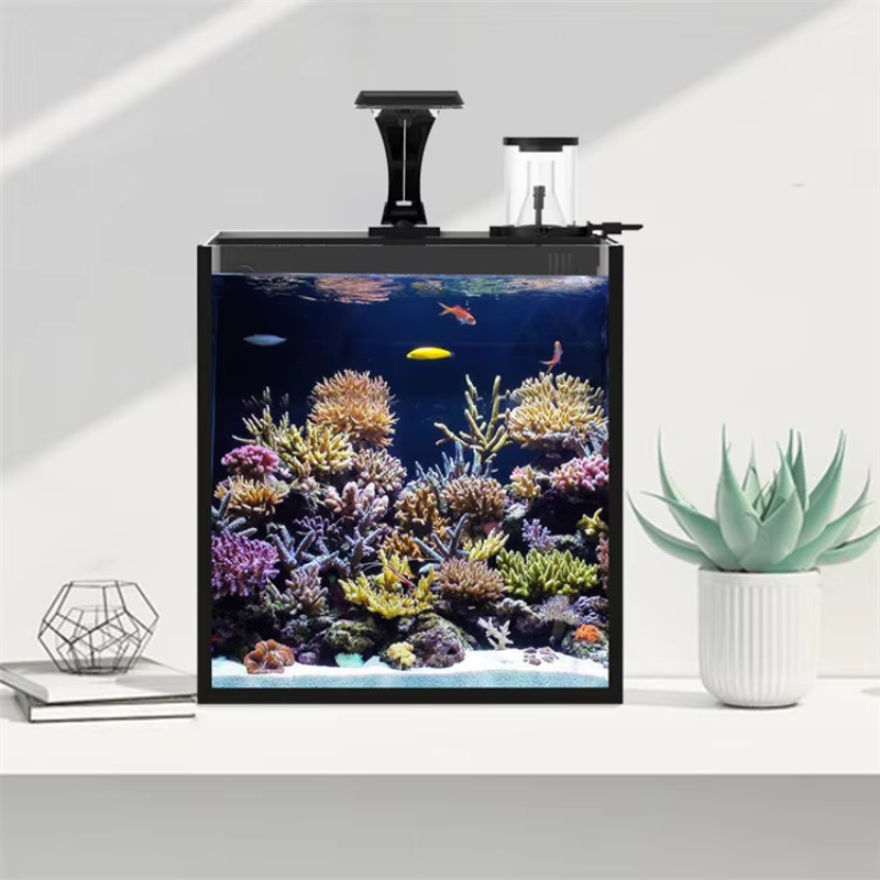 Kavisli Tuzlu Su Deniz Balığı  - Marine Aquarium Live incelemesi ve fiyatı